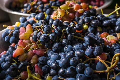 Ripe grapes Stock Photos