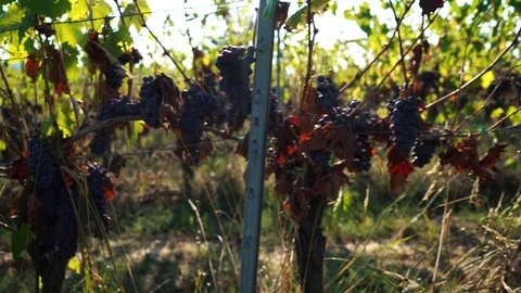 Ripe grapes on rows of vineyards Video stock 99531889