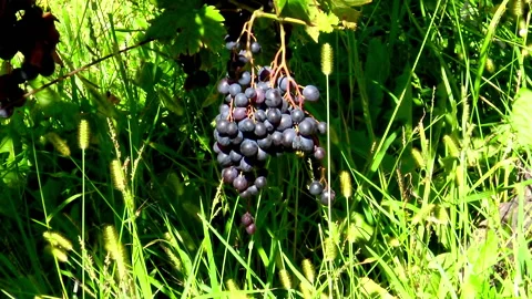 Ripe grapes standing at vineyard Stock Footage 145876040