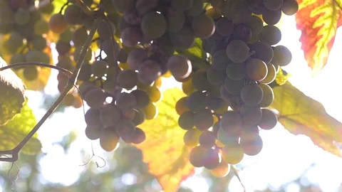 Ripe grapes in the sun Stock Footage 94756429