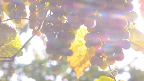 Ripe grapes in the sun Stock Footage 94805050