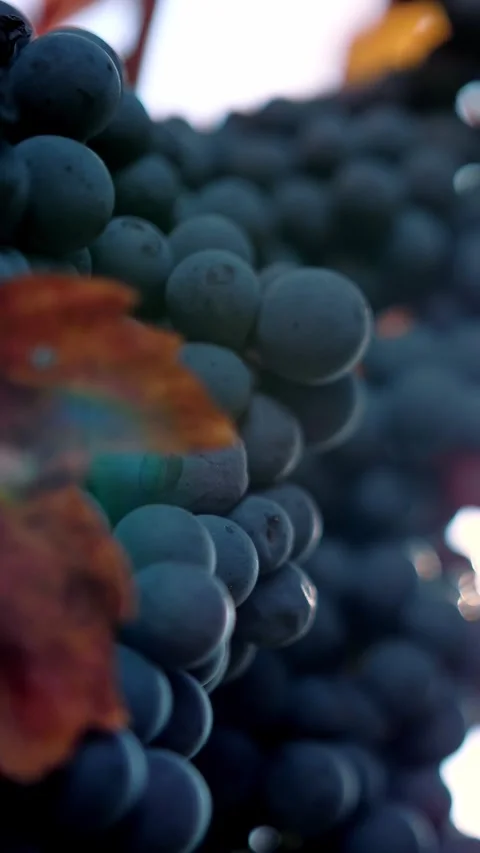 Ripe grapes. very close-up. Big bunches of red juicy ripe grapes and yellowed, Stock Footage 314446517