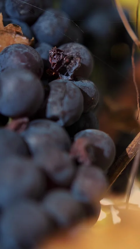 Ripe grapes. very close-up. Big bunches of red juicy ripe grapes on a vine, in Stock Footage 314981105