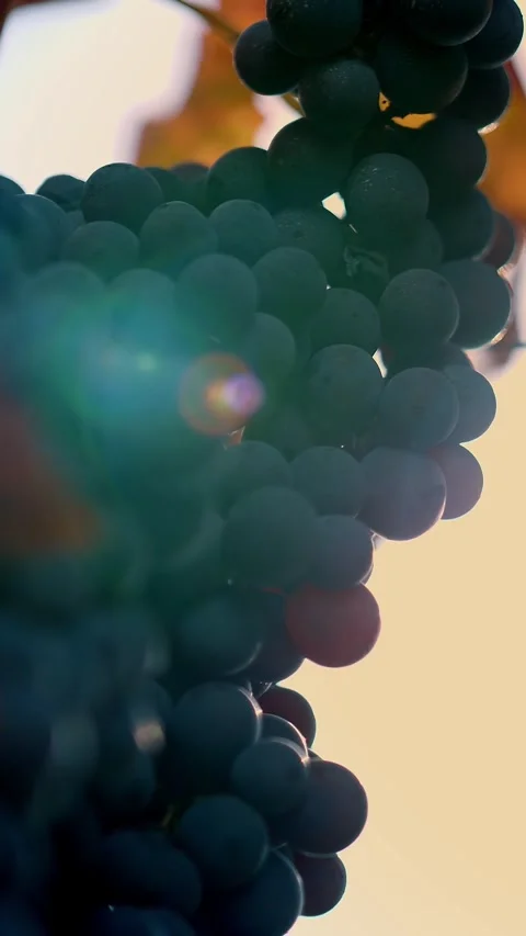 Ripe grapes. very close-up. Big bunches of red juicy ripe grapes and yellowed, Stock-Footage 315219593