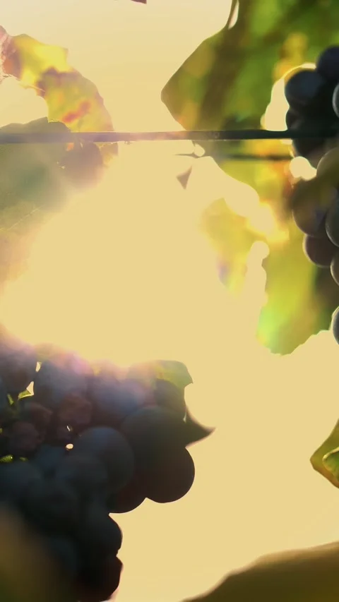 Ripe grapes. very close-up. Big bunches of red juicy ripe grapes on a vine, in Stock Footage 319017342
