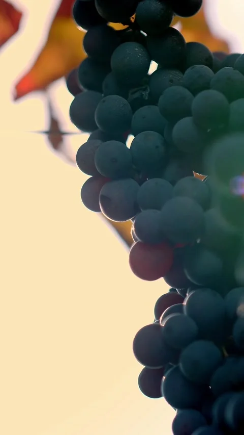 Ripe grapes. very close-up. Big bunches of red juicy ripe grapes and yellowed, Stock Footage 323288929
