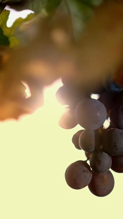 Ripe grapes. very close-up. Big bunches of red juicy ripe grapes and yellowed, Stock Footage 323289035