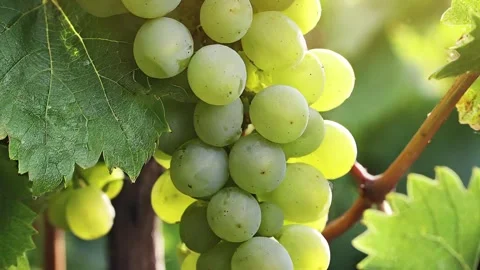 Ripe grapes on the vine Stock Footage 279820486