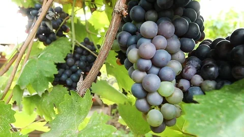 Ripe grapes on the vine tremble in the wind. Harvesting in Russia.  Stock Footage 114922365