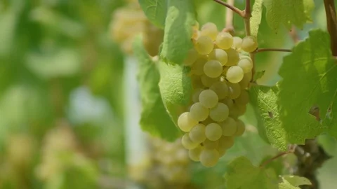 Ripe grapes on the vineyard Stock-Footage 102211676