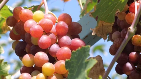 Ripe Grapes Vineyard. Tuscany, Italy. Italian Countryside Beautiful Vineyards. Stock Footage