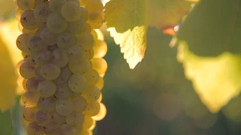Ripe grapevine at sunrise Stock Footage 112363281