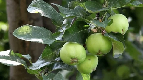 Ripe green apple Stock Footage 8656846