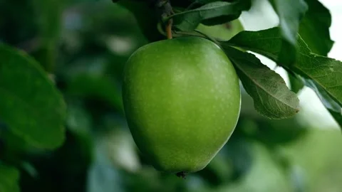Ripe green apple hangs from a tree close up Stock Footage 245701948