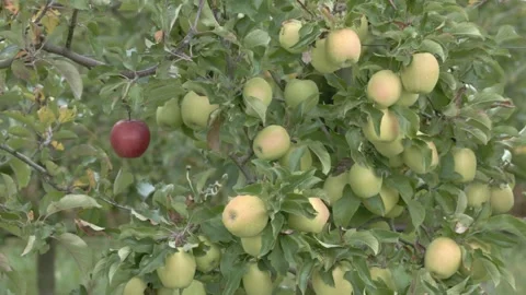 Ripe green apples hanging on a tree branch Vídeo Stock 334194917