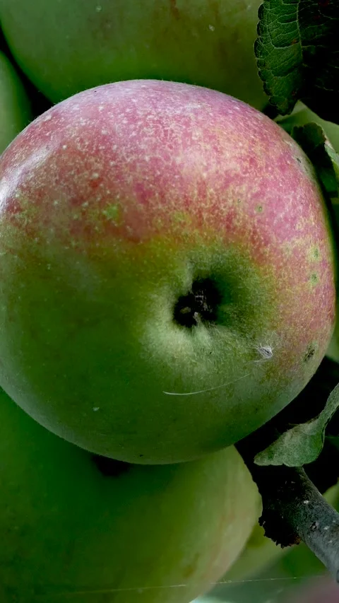 Ripe Green Apples with Red Blush Growing on an Apple Tree Stock Footage 346525883