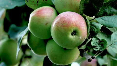 Ripe Green Apples with Red Blush Growing on an Apple Tree Stock Footage 346526104