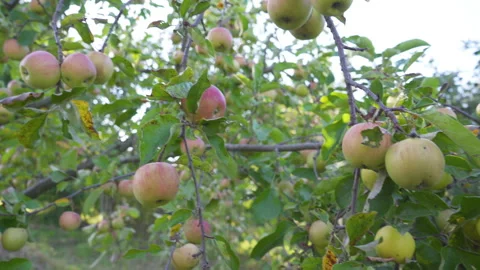 Ripe green apples on tree branches in an autumn garden Stock Footage 332554290