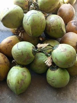 Ripe green coconuts Stock Photos
