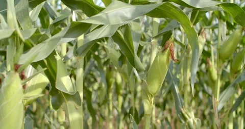 Ripe green corn cob ready to harvest.Corn in sun at sunset.Green leaves of plant Stock Footage 253105941