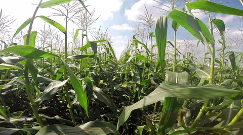 Ripe Green Corn Field Stock Footage 68419209