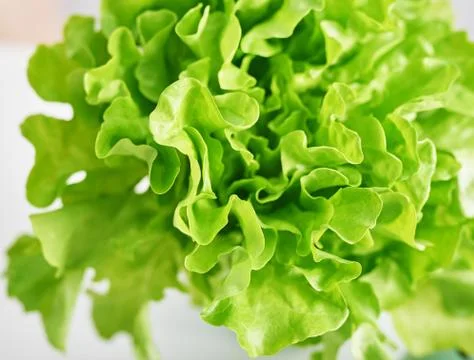 Ripe green crisp-head lettuce. Salad leaf. Green butter lettuce vegetable or  Stock Photos