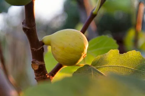 Ripe Green Fig on the Tree 库存照片