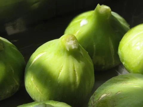 Ripe green figs just picked from the tree Stock Photos