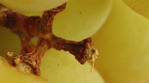 Ripe green grapes close up rotating camera motion stock footage Stock Footage 337089950