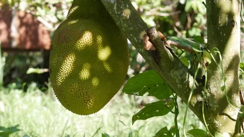 Ripe green jackfruit hanging on a tree in a tropical garden with soft sunlight a Stock Footage 341111686