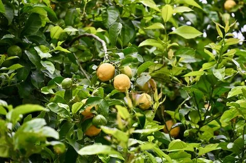 Ripe green lemons hanging on a tree among lush green foliage Stock Photos