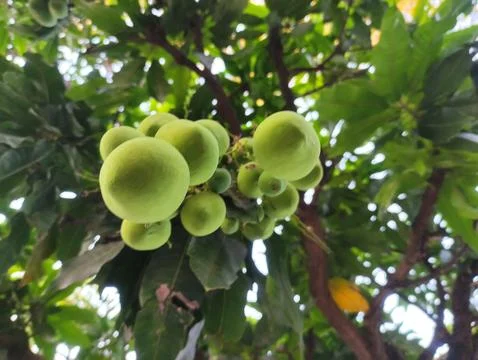 Ripe green mango fruit on the tree Stock Photos