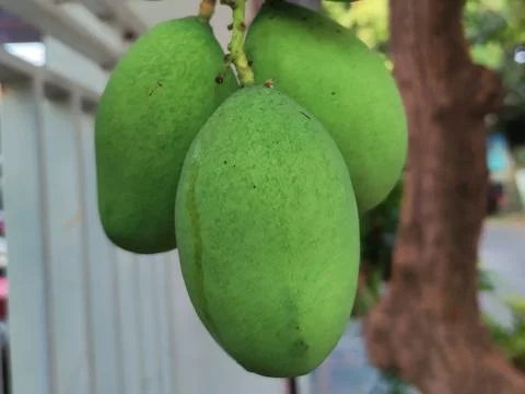 Ripe green mango fruit on the tree Stock Photos