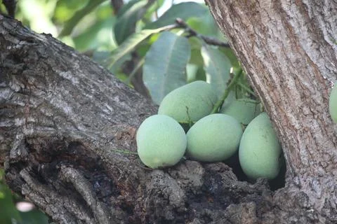 Ripe green mango fruit on the tree Stock Photos