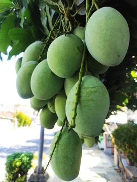 Ripe green mango fruit on the tree Stock Photos