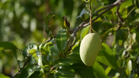 A ripe green mango hangs on a tree branch among dense green leaves with a soft n 스톡 동영상 341311343