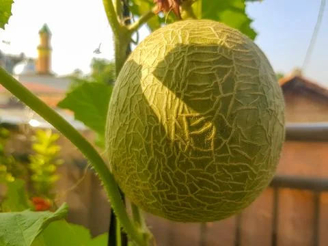Ripe Green melon Stock Photos
