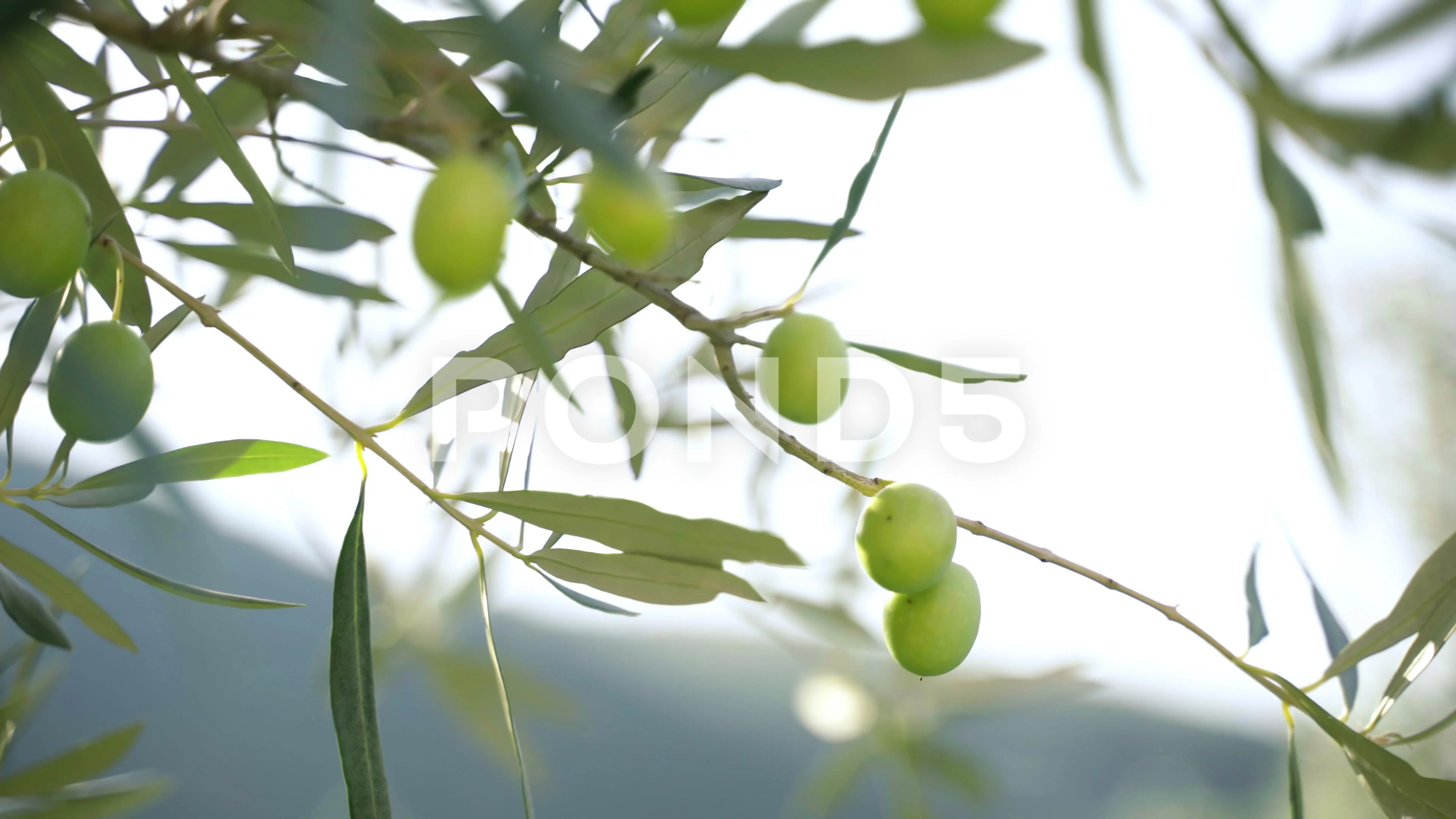 Olive Tree Branch with Ripe Olives