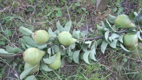 Ripe green pears on a branch lying on the ground Stock Footage 335830495
