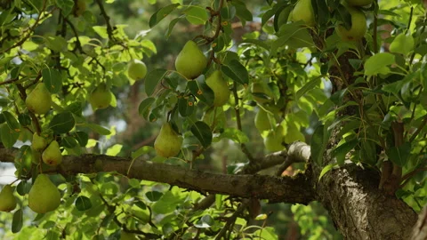 Ripe Green Pears Hanging on Branches in Orchard During Summer Harvest 動画素材 342386775