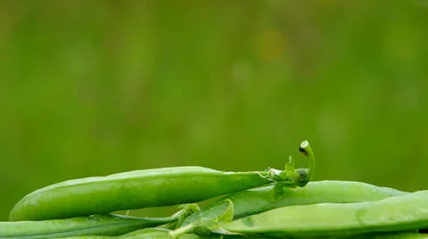Ripe green peas Stock Footage 39733129