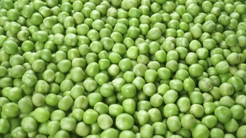 Ripe Green Peas in Large Quantities. Stock Footage 339030572