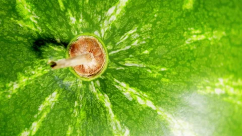 Ripe green watermelon pattern. Healthy nutrition fruit. Vegan diet with fruits Stock Footage 162077366