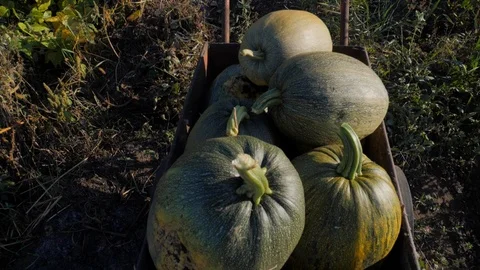 Ripe green zucchini growing on garden bed. Stock Footage 120115853