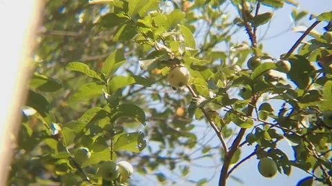 Ripe Guava Fruit on Tree with Sunlight and Green Leaves Видео 343944618