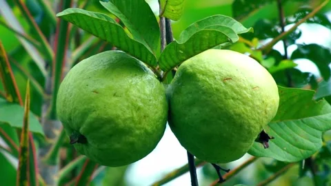 Ripe guava on tree Stock Footage 331667974