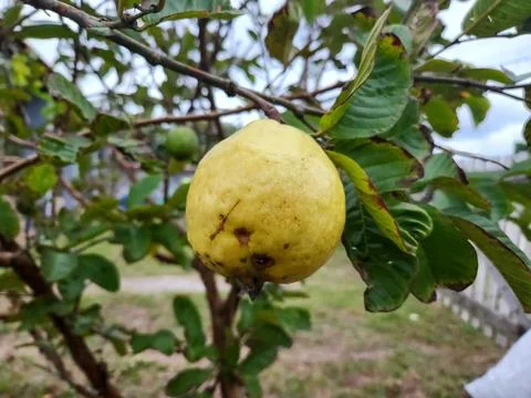 Ripe guava on the tree Stock Photos
