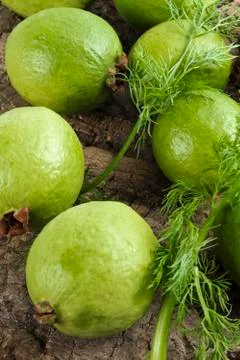 Ripe guavas Stock Photos