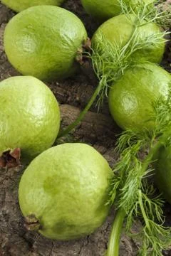 Ripe guavas Stock Photos