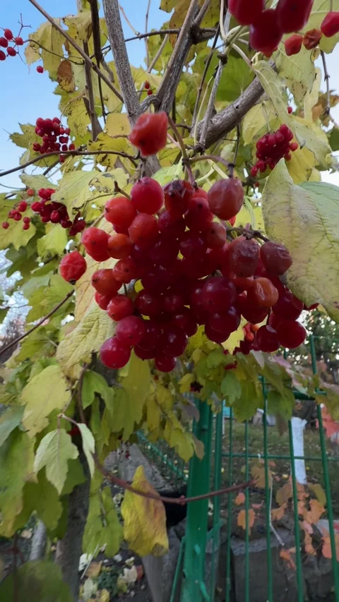 Ripe Guelder Rose Berry Clusters in Autumn, Push-In and Pull-Out Shots Stock Footage 338251941
